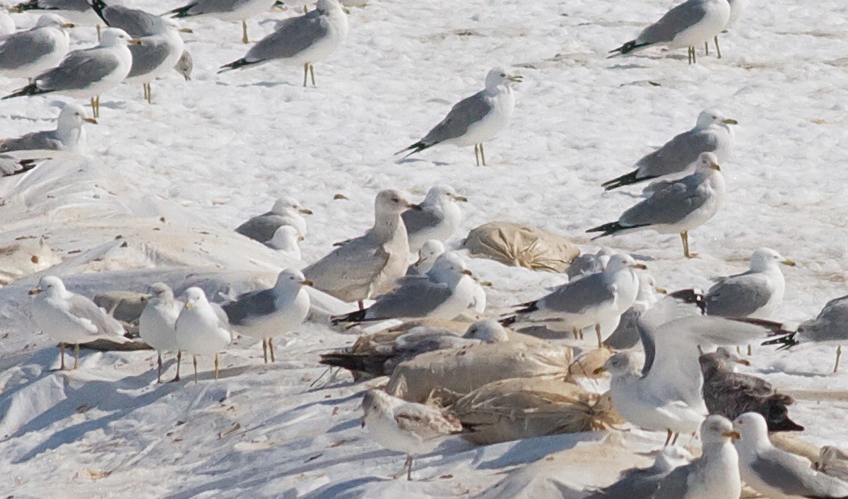 Iceland Gull (kumlieni/glaucoides) - Nick Pulcinella