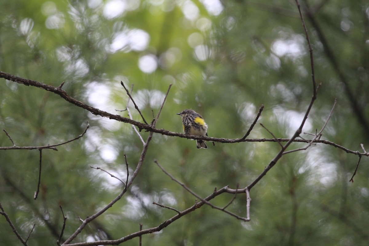 キヅタアメリカムシクイ - ML243806271