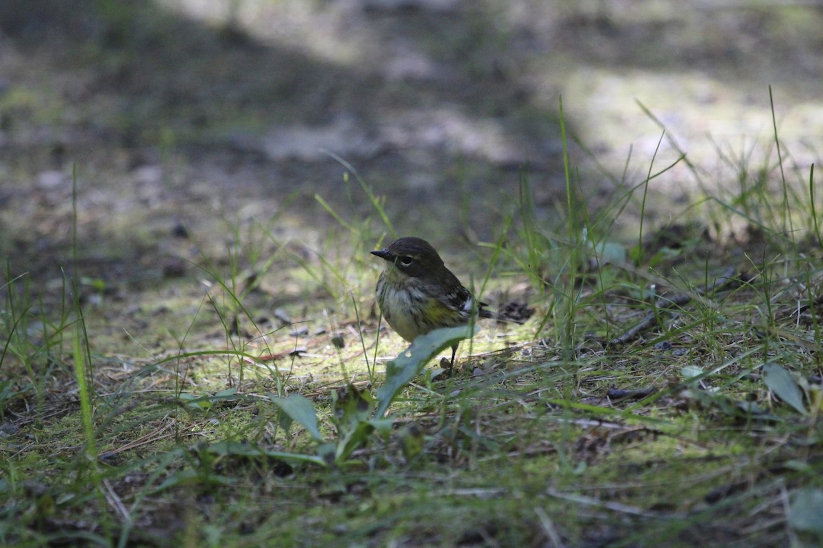 キヅタアメリカムシクイ - ML243806971