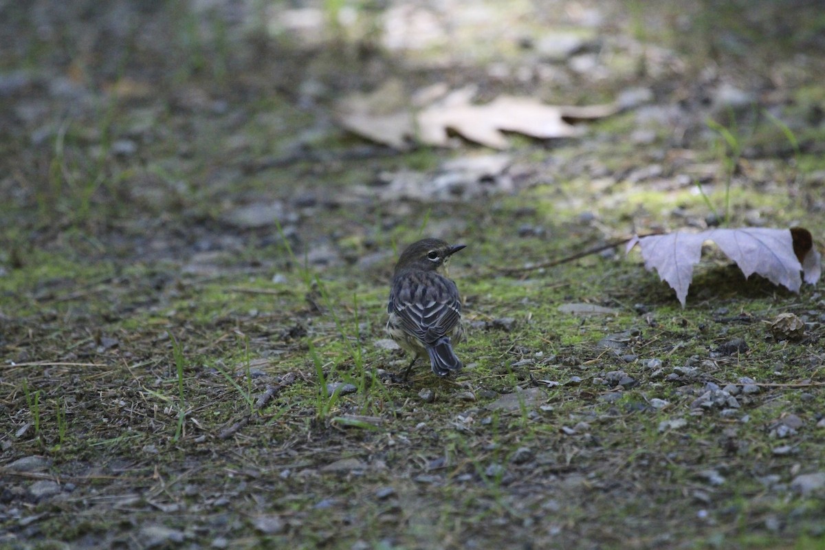 キヅタアメリカムシクイ - ML243806981