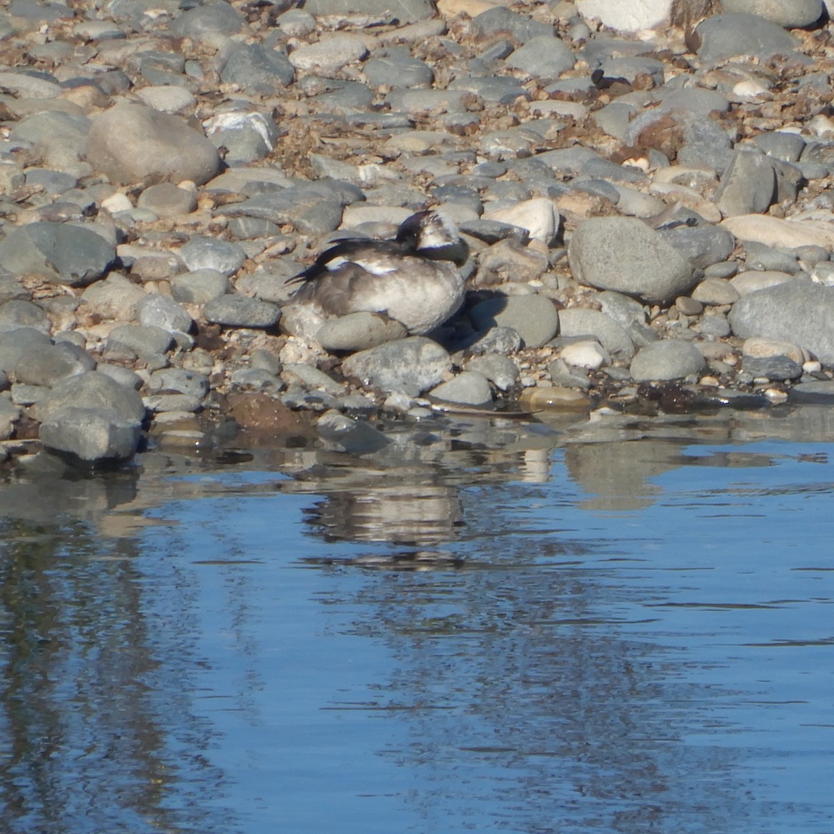 Bufflehead - Mark Martucci