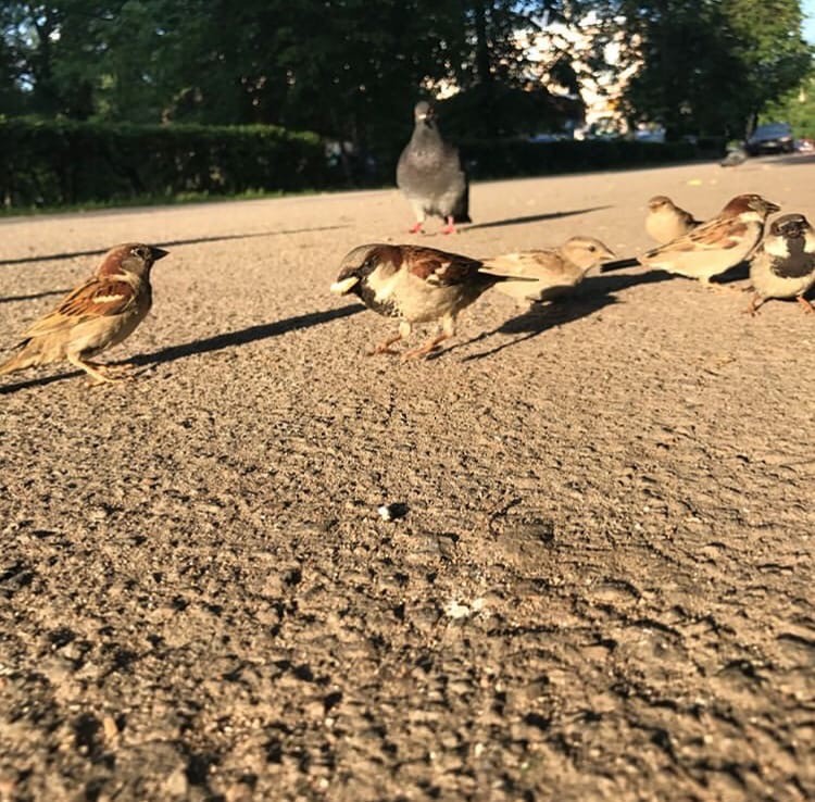 House Sparrow - Анастасия Романченко