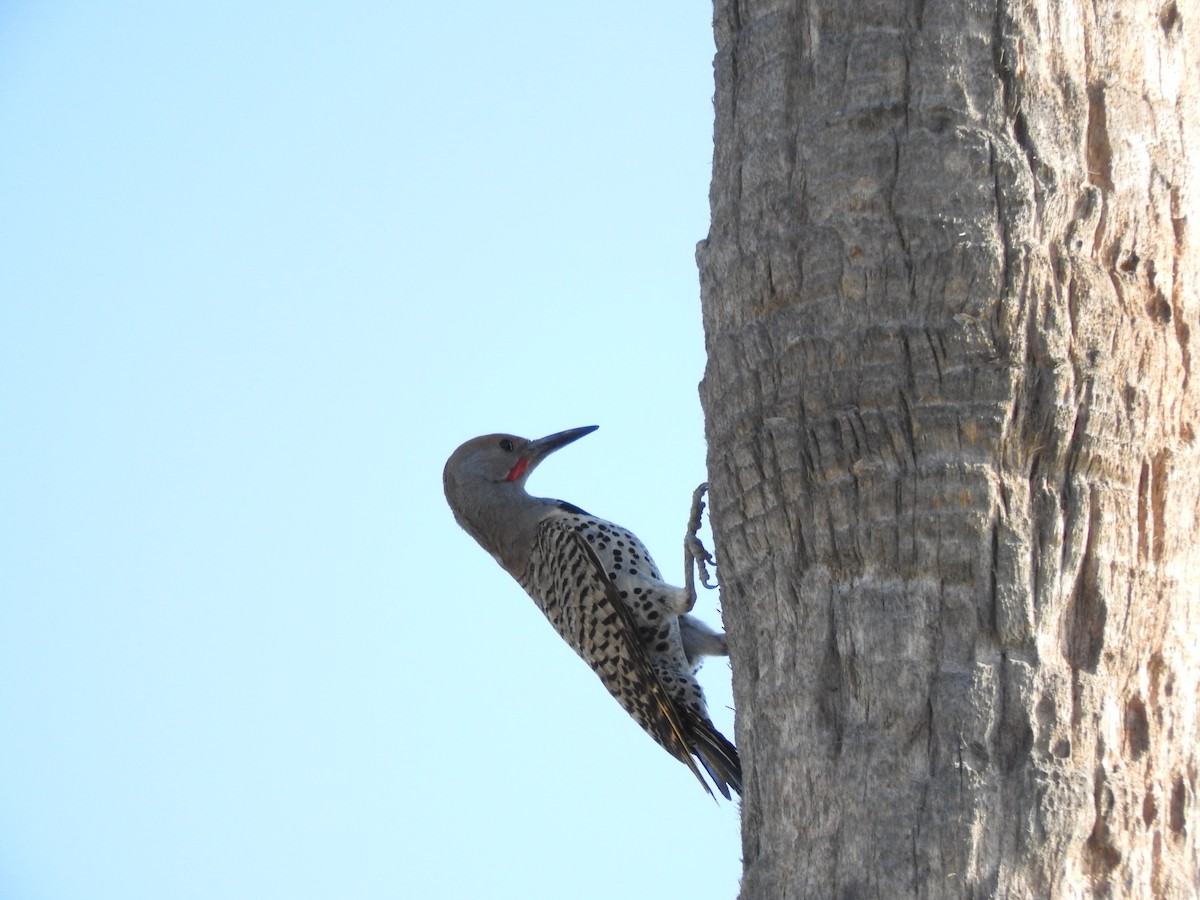 Gilded Flicker - Luis Gonzalez Carrazco