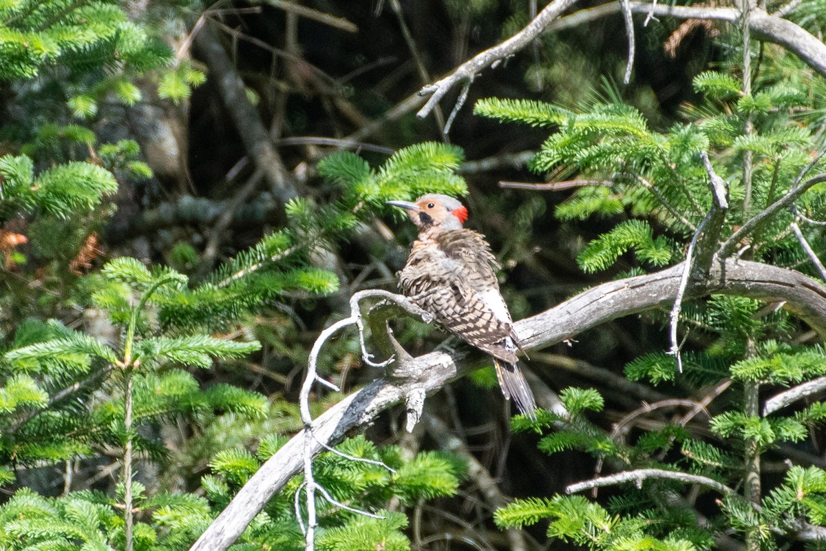 Northern Flicker (Yellow-shafted) - ML243811051