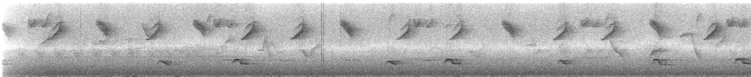 kullkronetanagar (atropileus) - ML243812