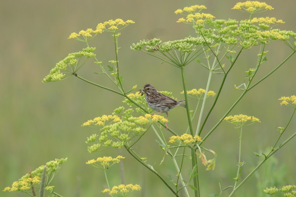 Savannah Sparrow - ML243812311