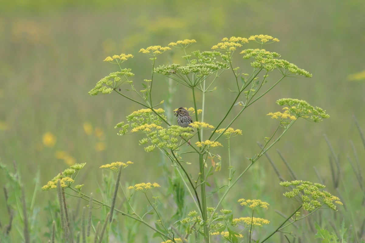 Savannah Sparrow - ML243812361