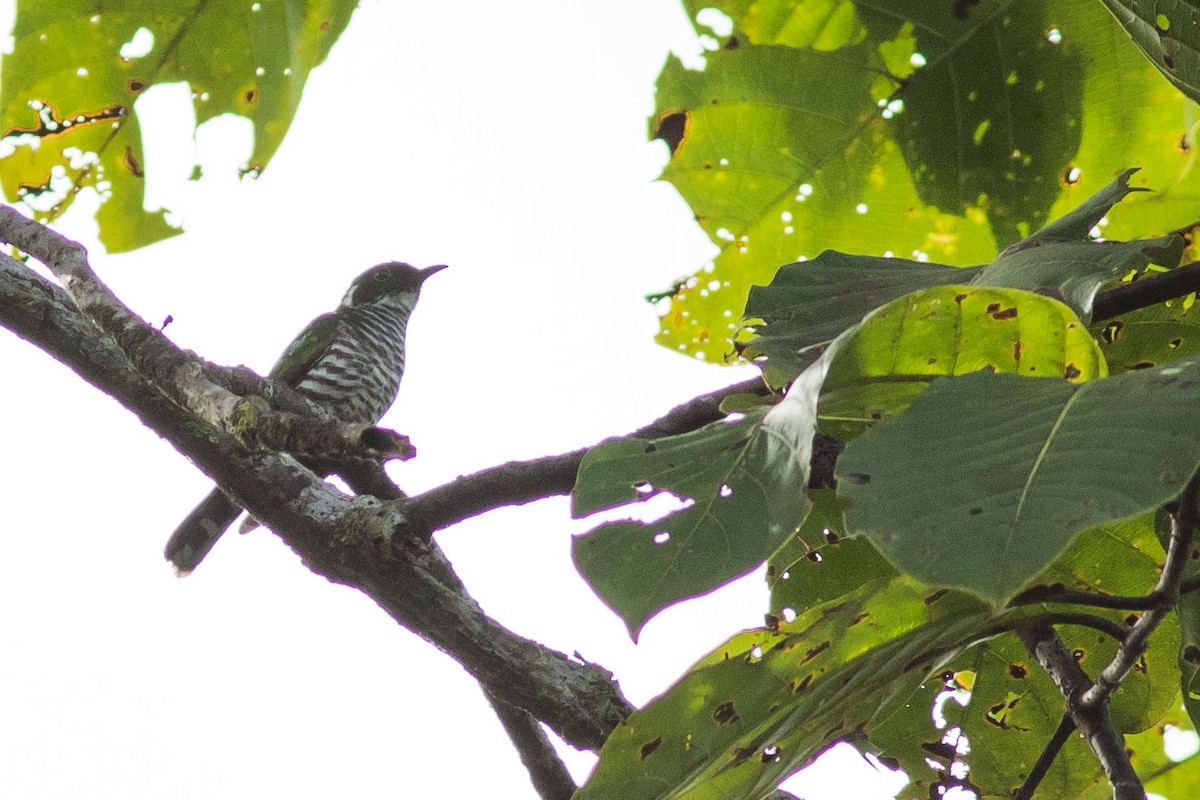 White-eared Bronze-Cuckoo - ML243813271