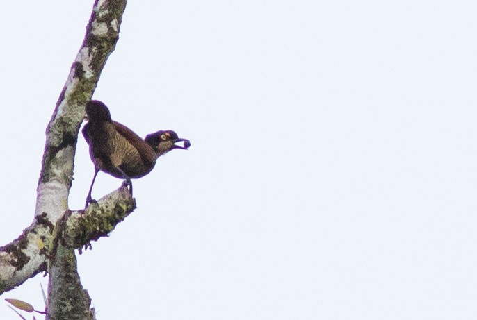 Carola's Parotia - ML243813301