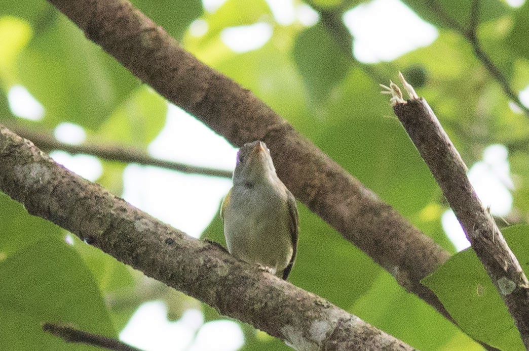 Obscure Berrypecker - Doug Gochfeld