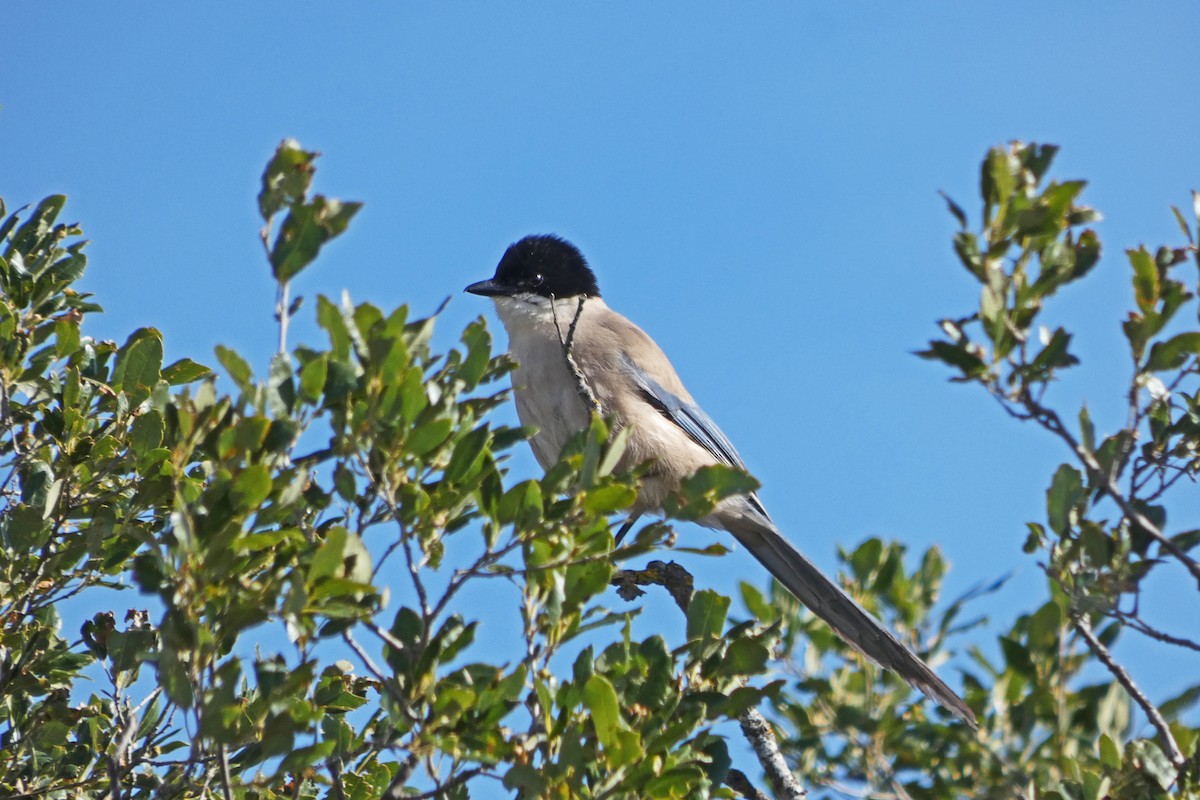 Iberian Magpie - ML243813701