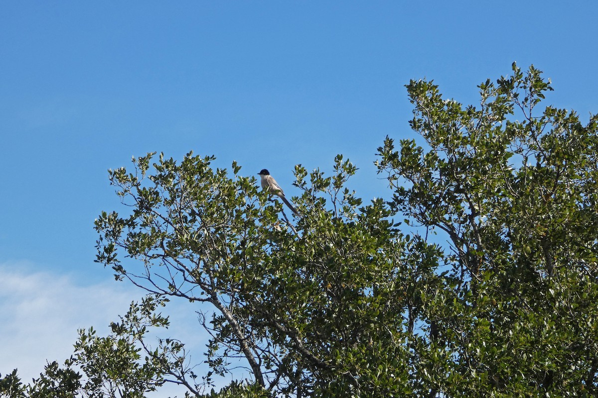 Iberian Magpie - ML243813861