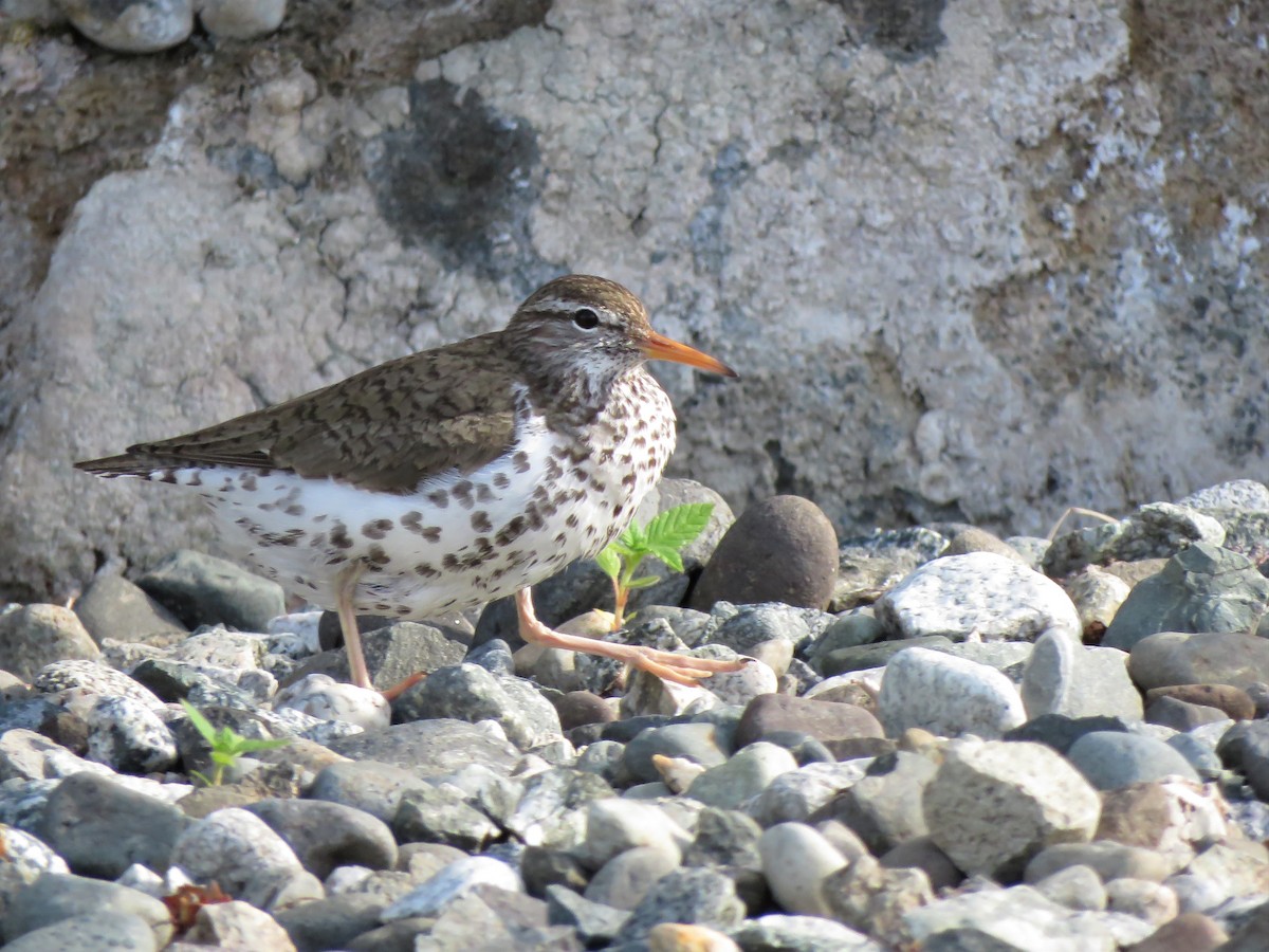 Spotted Sandpiper - ML243814091