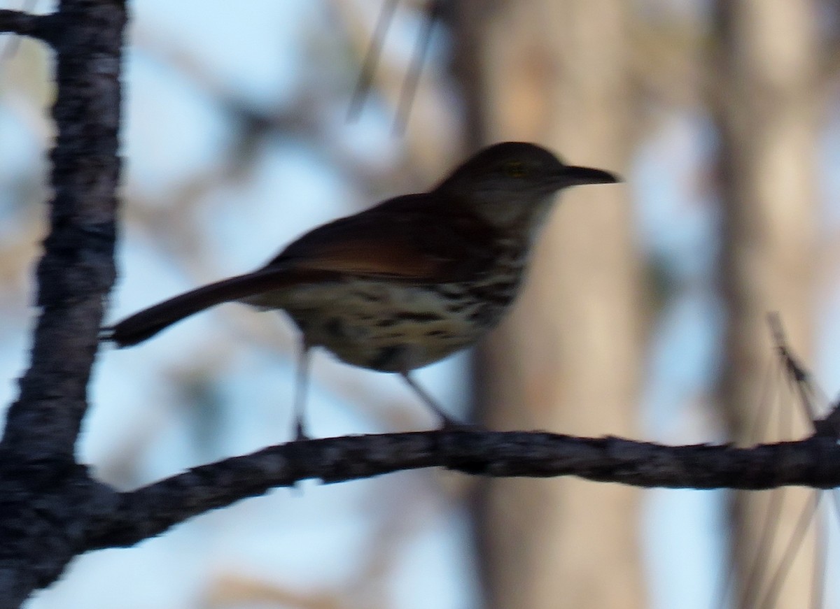 Brown Thrasher - ML243814651