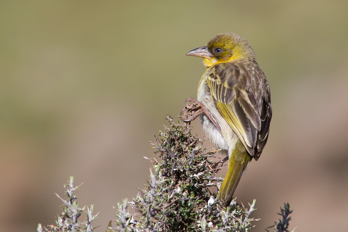 Baglafecht Weaver - Simon Colenutt