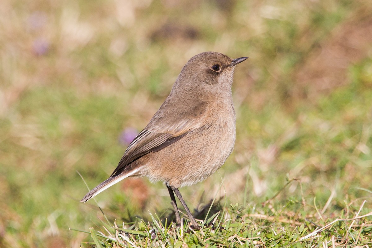 Moorland Chat - Simon Colenutt