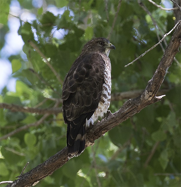 Breitflügelbussard - ML243820191