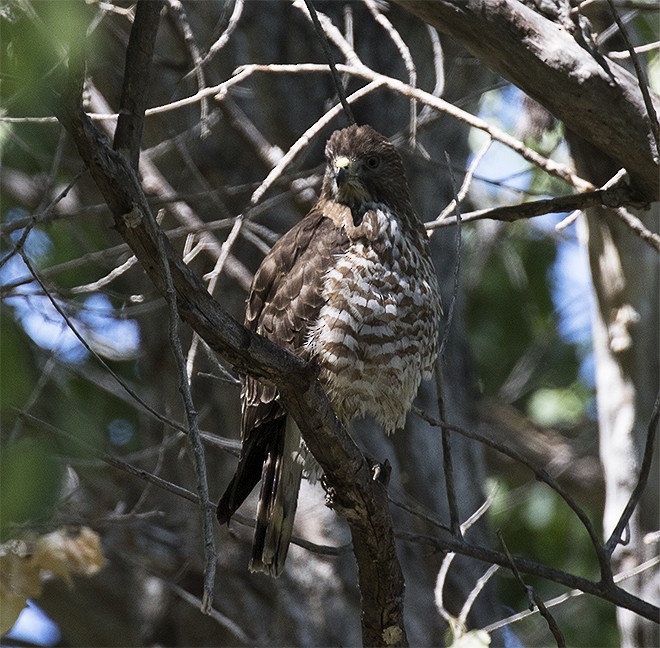 Broad-winged Hawk - ML243820201