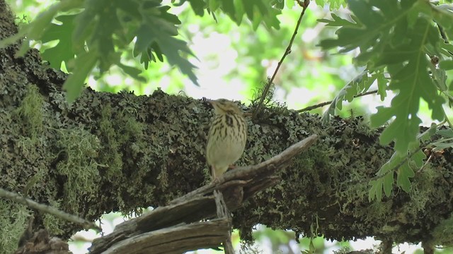 Tree Pipit - ML243820541