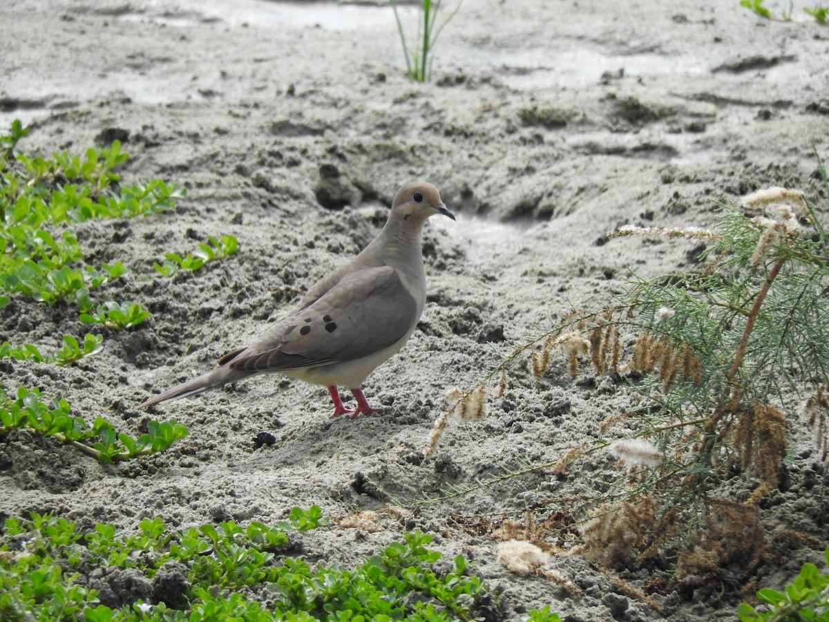 Mourning Dove - Luis Gonzalez Carrazco