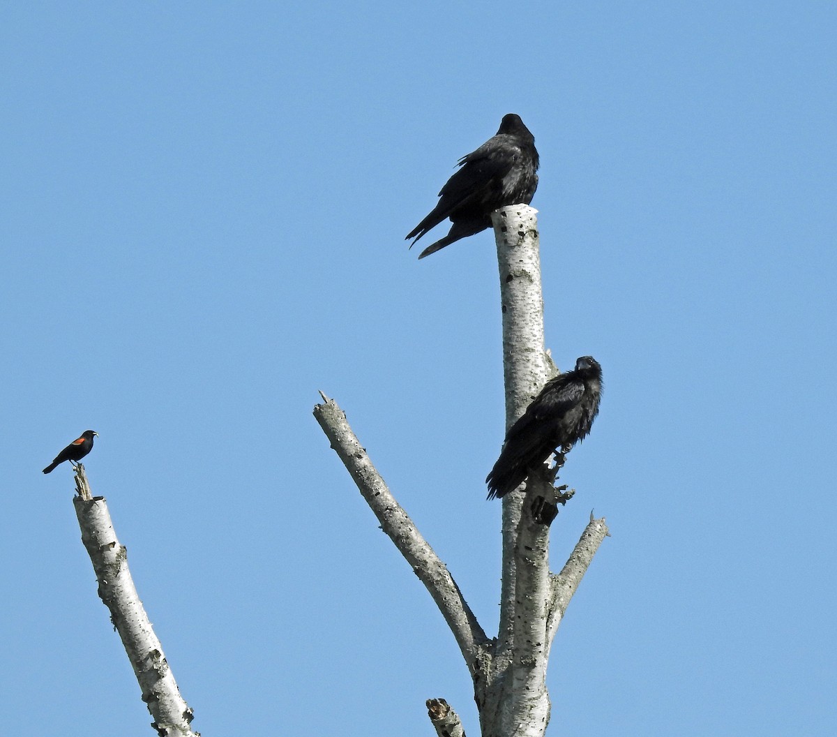 Common Raven - ML243821071