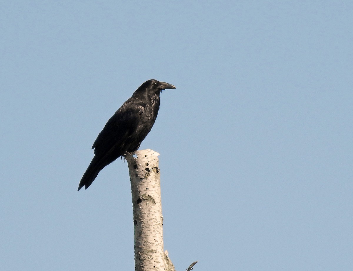 Common Raven - ML243821121