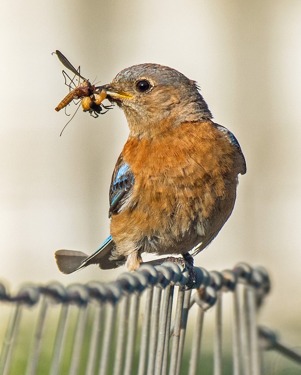 Western Bluebird - Alison Davies