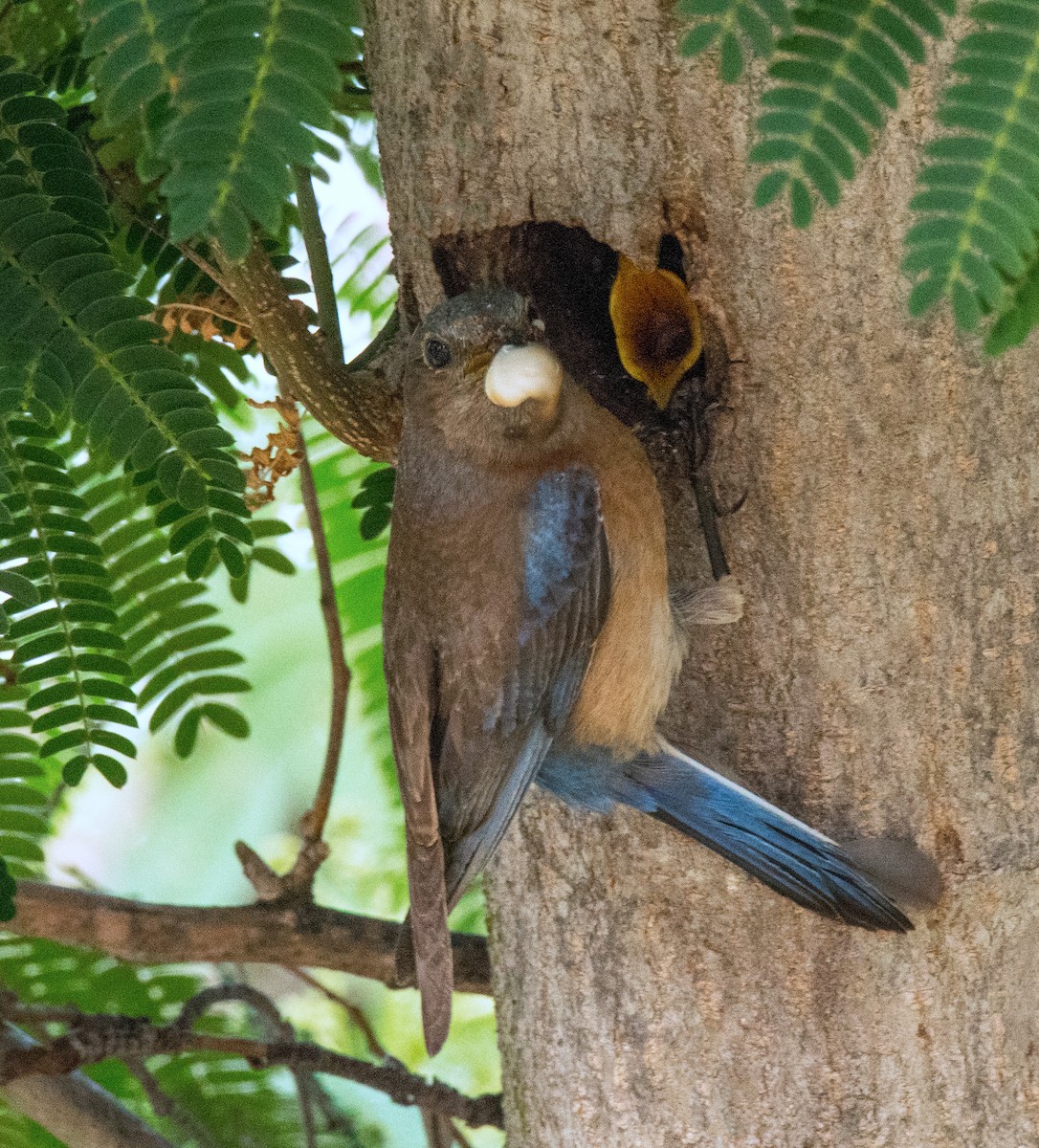 Western Bluebird - ML243825581