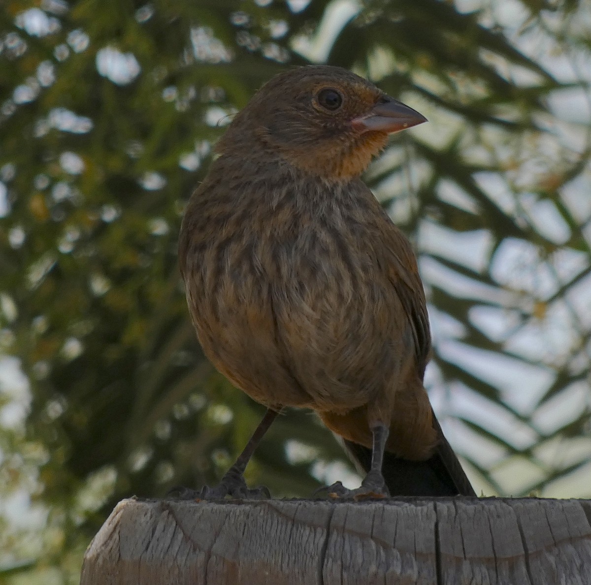 California Towhee - ML243826511