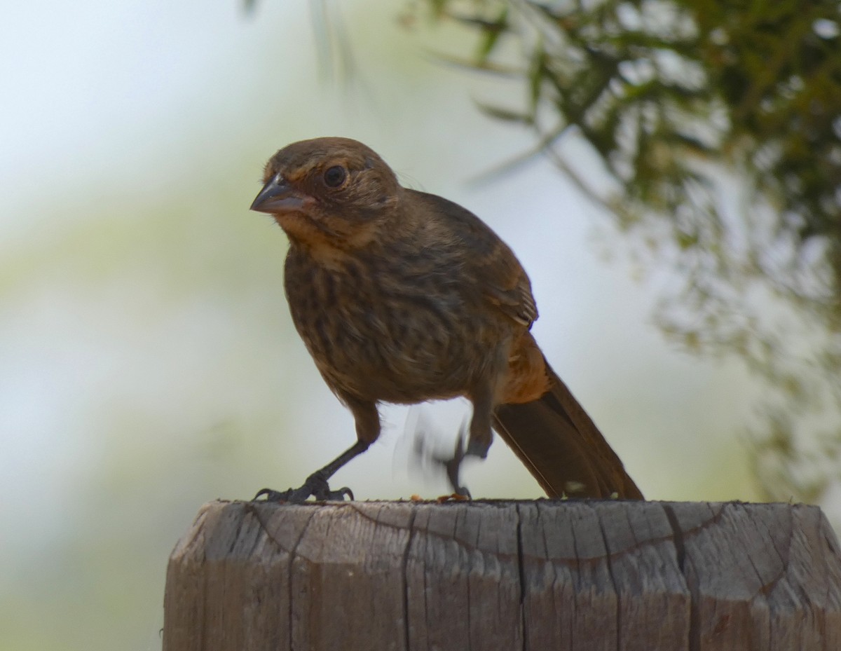 California Towhee - ML243826571