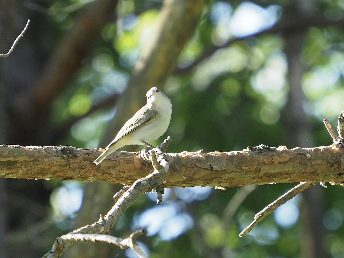 Red-eyed Vireo - ML243829101