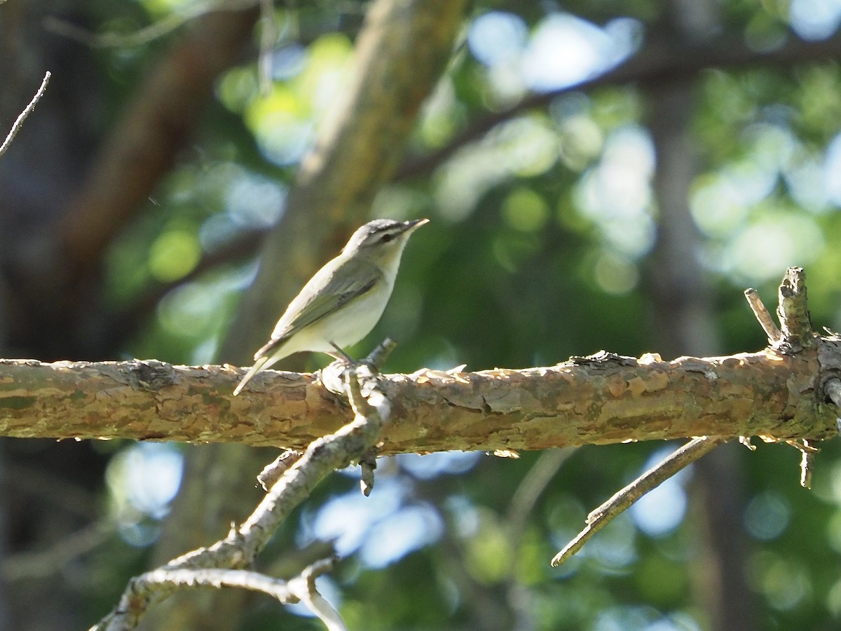 Red-eyed Vireo - ML243829111