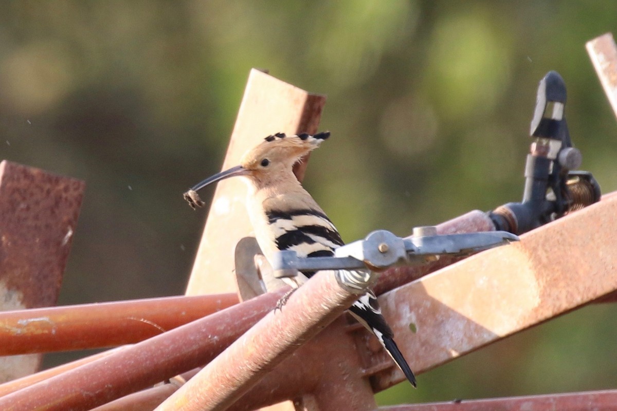 Eurasian Hoopoe - ML243829571