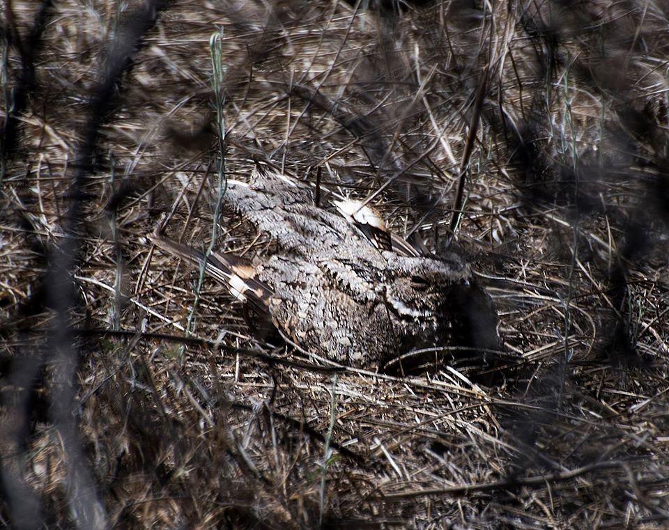 Band-winged Nightjar - Williams Daniel Nuñez