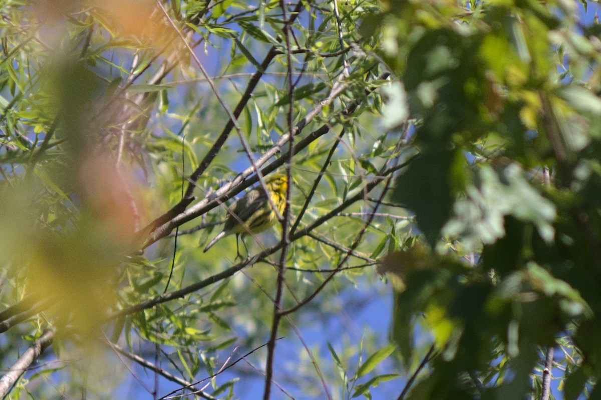 Prairie Warbler - ML243831061