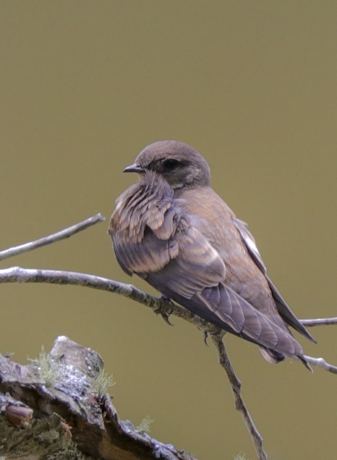 Northern Rough-winged Swallow - ML243831331