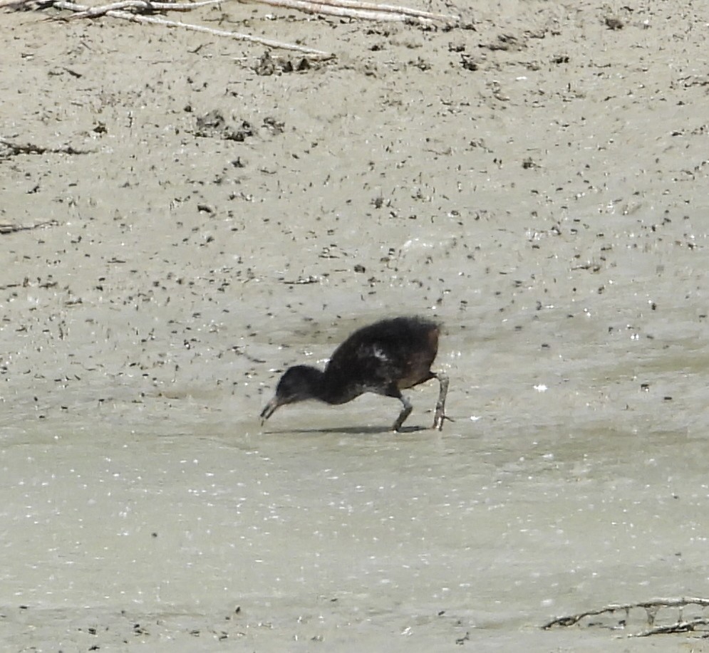 Virginia Rail - ML243831341