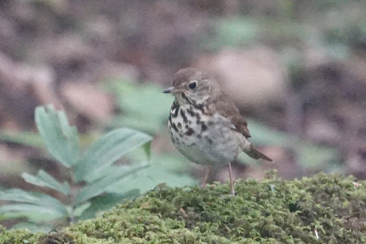 Hermit Thrush - ML243831381