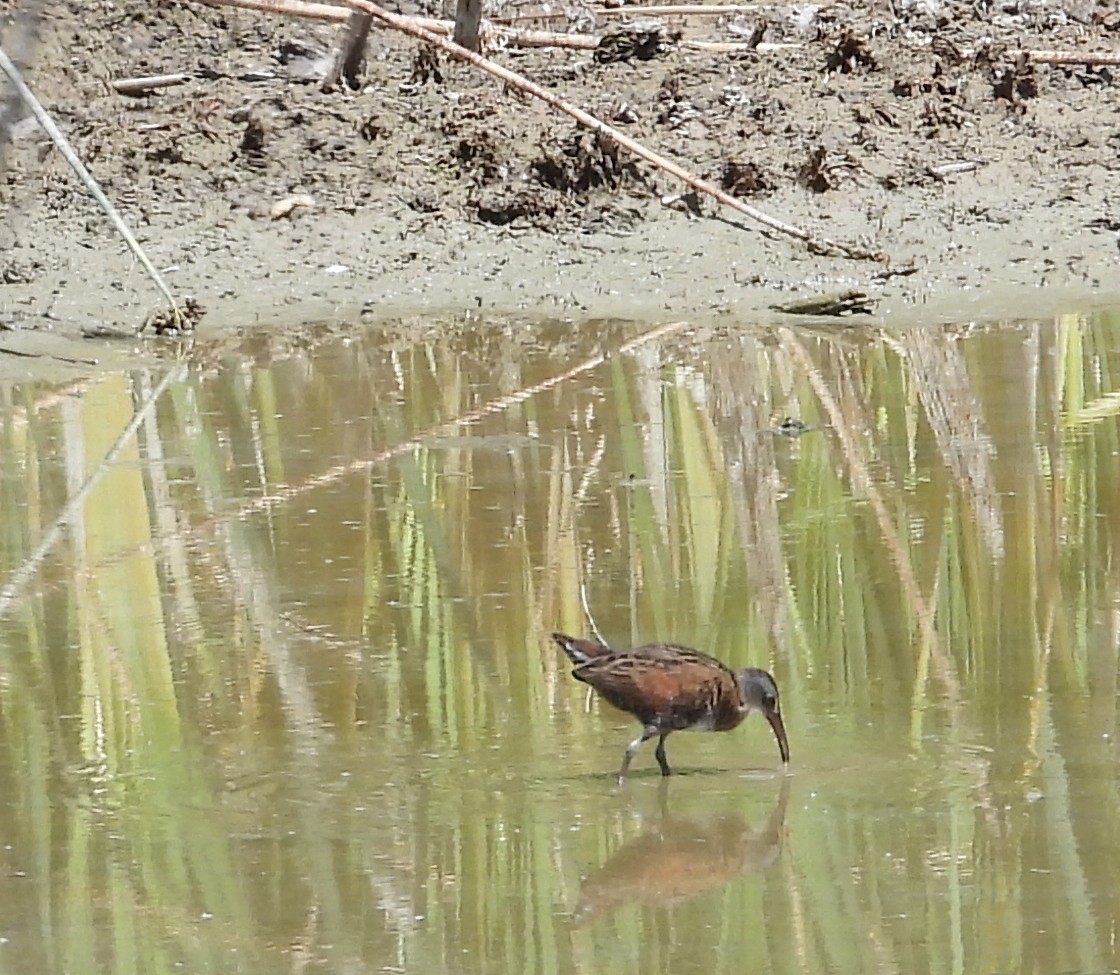 Virginia Rail - ML243831521