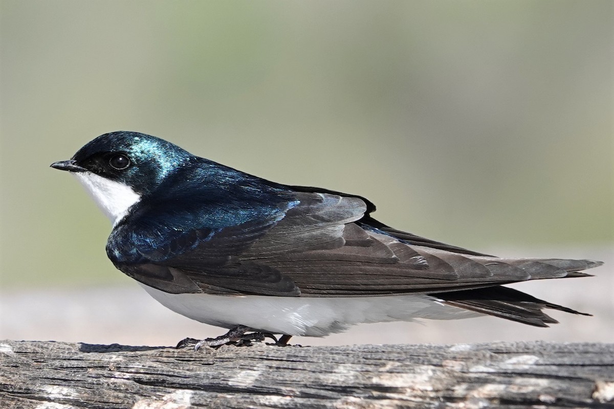 Tree Swallow - ML243835251