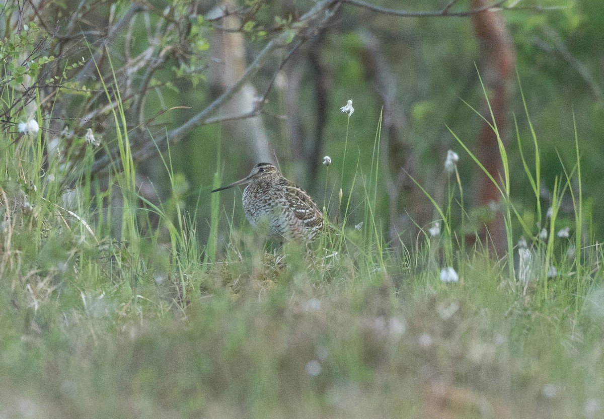 Great Snipe - ML243836251