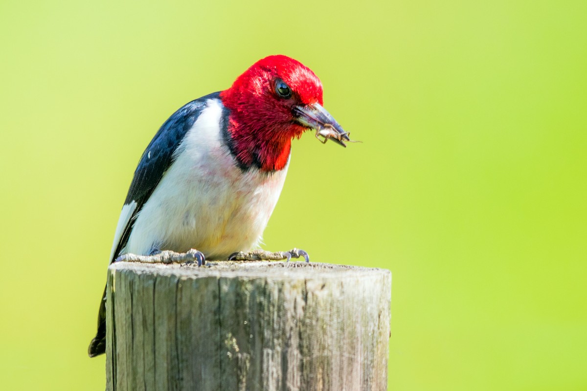 Red-headed Woodpecker - Brad Imhoff