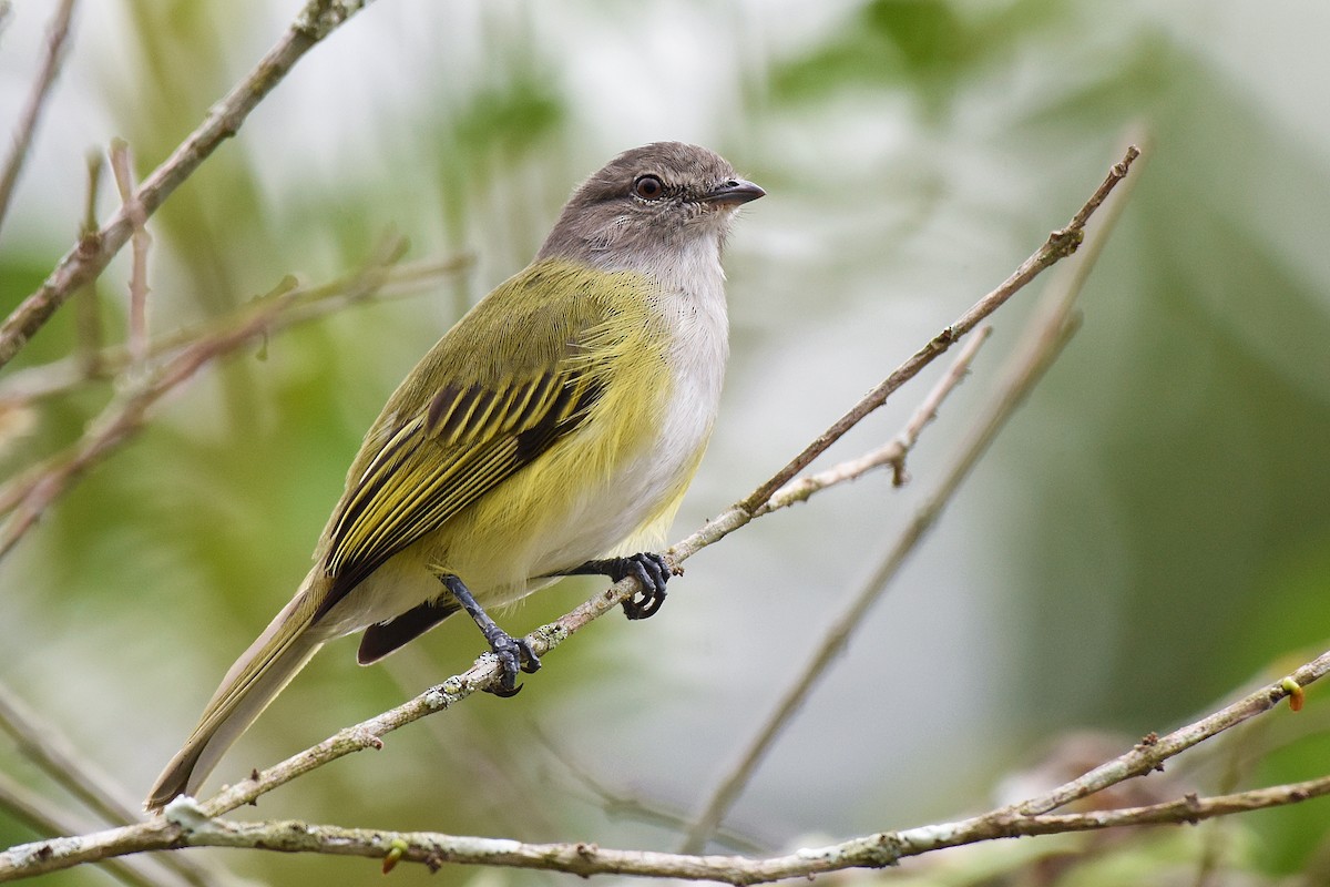Gray-capped Tyrannulet - Guilherme  Willrich