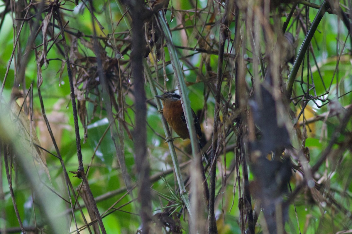 Ferruginous Antbird - ML243836861