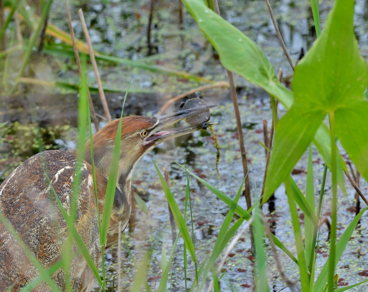 American Bittern - ML243838891