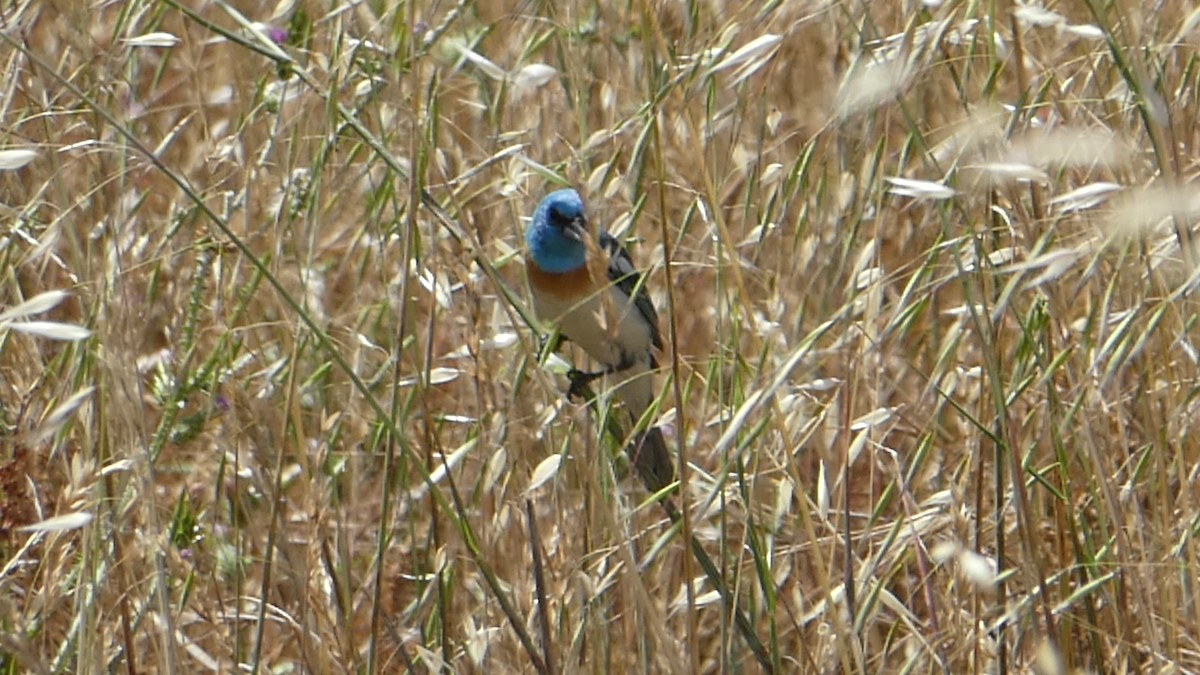 Lazuli Bunting - ML243842281