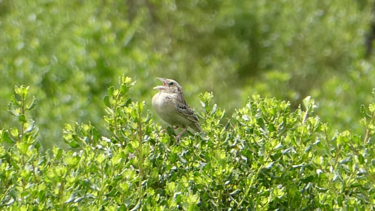 Grasshopper Sparrow - ML243842311