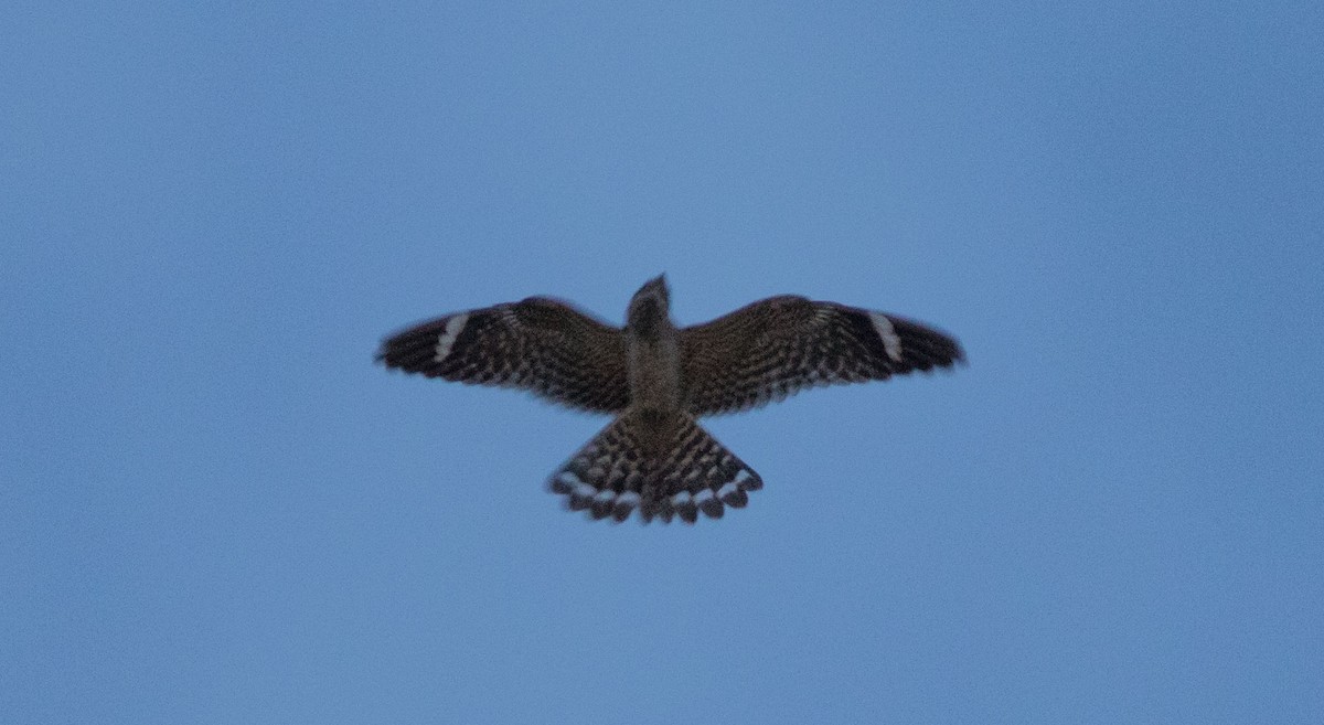 Lesser Nighthawk - ML243844201