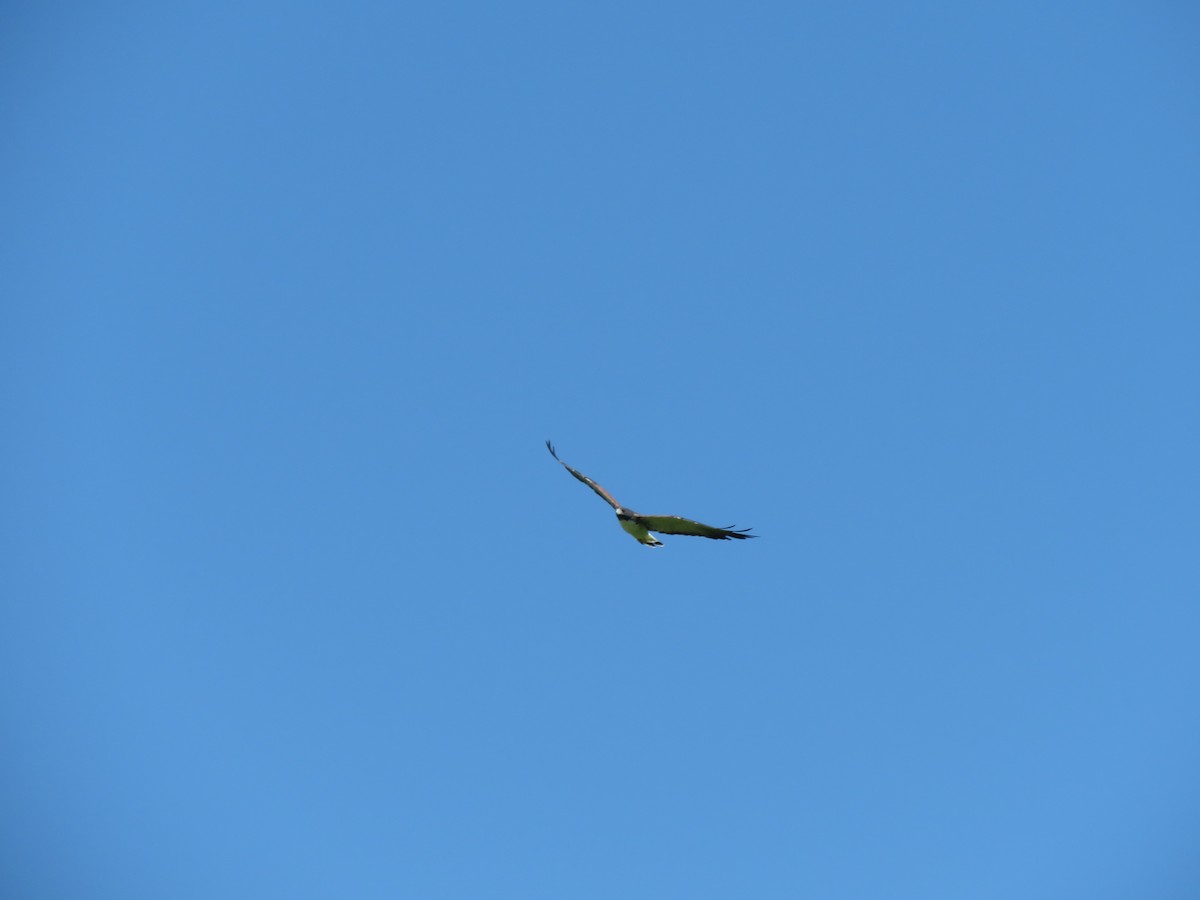 White-tailed Hawk - Joaquin Yako Valentinuzzi