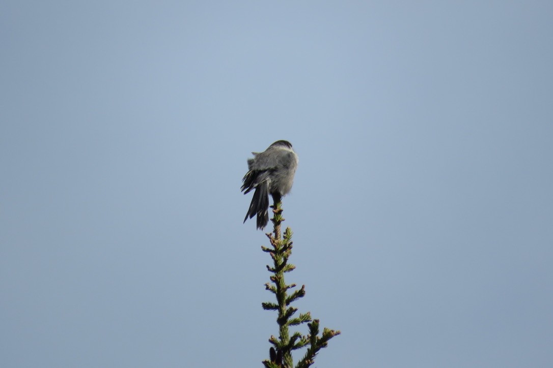 Canada Jay - ML243844741